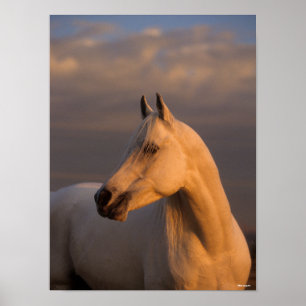 Poster Bob Langrish   Grey Arab Headshot Evening Light