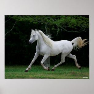 Poster Bob Langrish Grey Arab Running