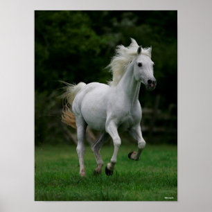 Poster Bob Langrish Grey Arab Running