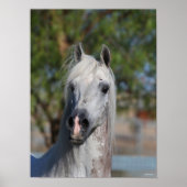Poster Bob Langrish | Grey Arab Stallion Headshot (Devant)