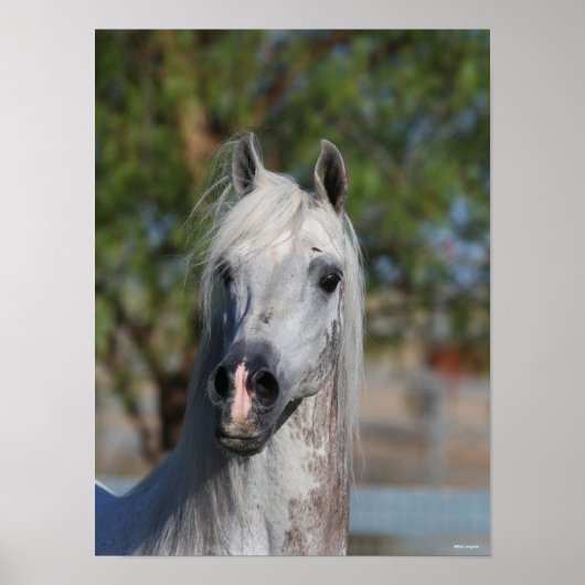Poster Bob Langrish | Grey Arab Stallion Headshot (Devant)