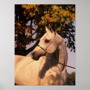 Poster Bob Langrish Grey Arab Stallion Headshot 4