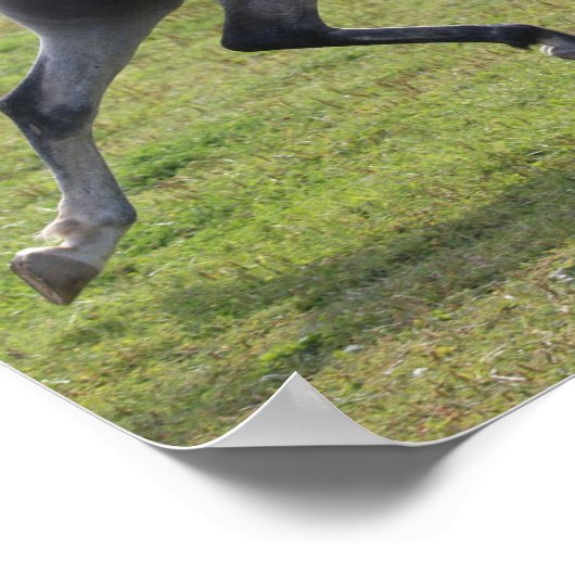 Poster Bob Langrish | Grey Arab Stallion Running Backlit (Coin)