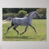 Poster Bob Langrish | Grey Arab Stallion Running Backlit (Devant)