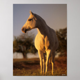 Poster Bob Langrish Grey Arab Standing