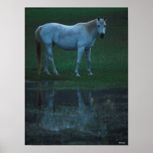 Poster Bob Langrish Grey Arab Standing By Pond Reflet