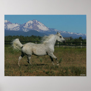 Poster Bob Langrish Grey Arrière - plan arabe de la monta