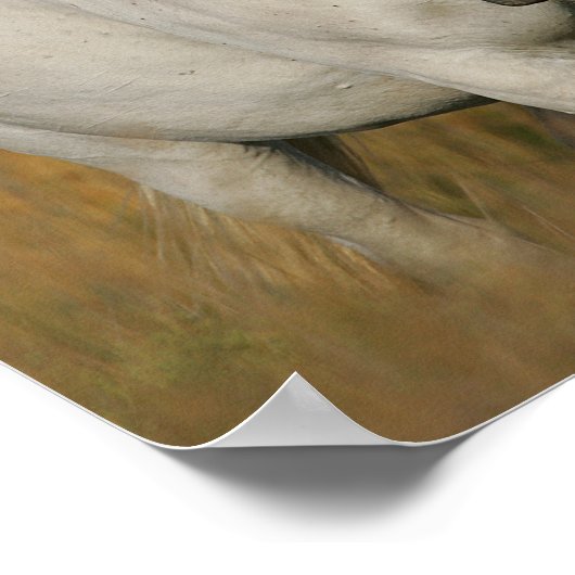 Poster Bob Langrish | Grey Camargue Horse with Two Birds (Coin)