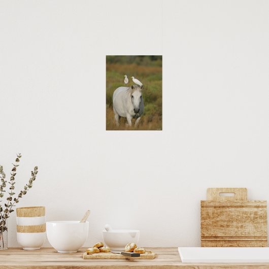 Poster Bob Langrish | Grey Camargue Horse with Two Birds (Cuisine)