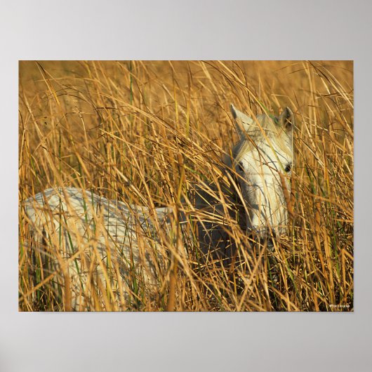 Poster Bob Langrish | Grey Camargue Pony Mensonge Dans Le (Devant)