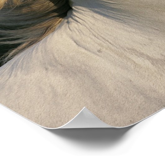 Poster Bob Langrish Grey Casque andalou Mane Flow (Coin)