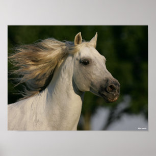 Poster Bob Langrish Grey Casque andalou Mane Flow