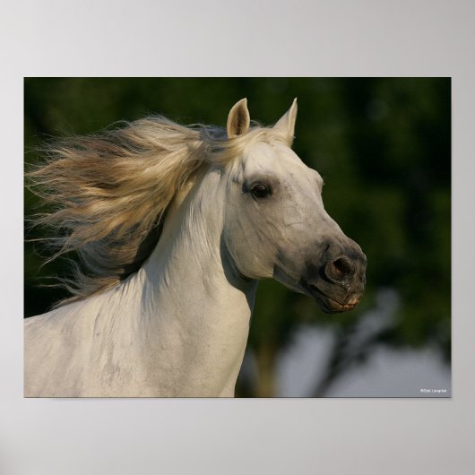 Poster Bob Langrish Grey Casque andalou Mane Flow (Devant)