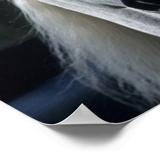 Poster Bob Langrish Grey Stallion arabe debout (Coin)