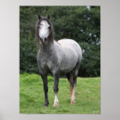 Poster Bob Langrish | Grey Welsh Pony Standing (Devant)