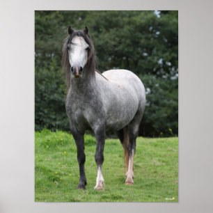 Poster Bob Langrish   Grey Welsh Pony Standing