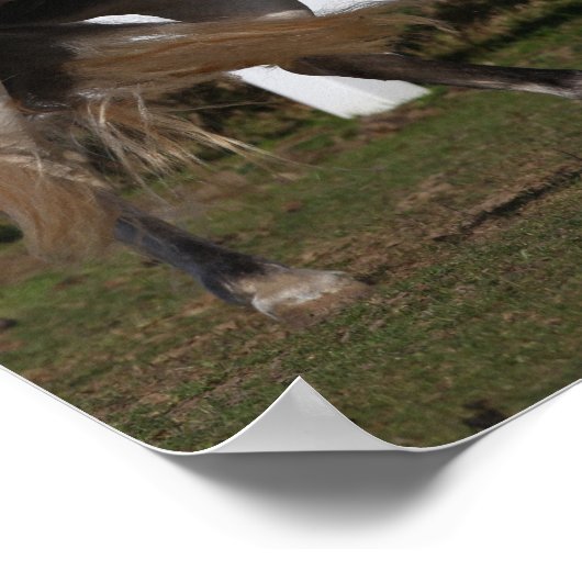 Poster Bob Langrish | Gris Andalousie de l'élévation (Coin)