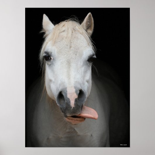 Poster Bob Langrish | Gris Gallois Pony Avec La Langue So (Devant)