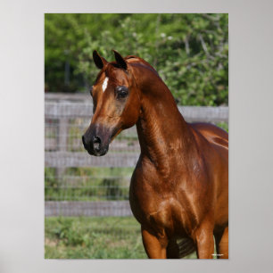 Poster Bob Langrish Gros plan arabe Stallion debout