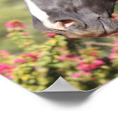 Poster Bob Langrish | Gros plan noir de Stallion andalou (Coin)