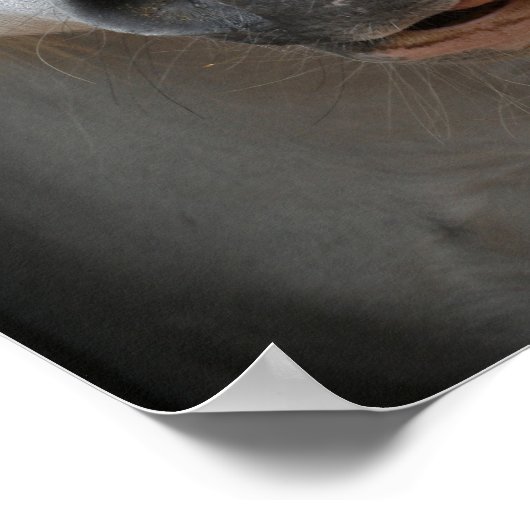 Poster Bob Langrish | Grosse langue galloise (Coin)