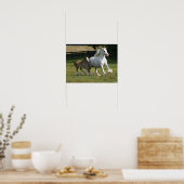 Poster Bob Langrish | Gypsy Vanner Horse Mare & Foie (Cuisine)