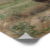 Poster Bob Langrish | Gypsy Vanner Mare et Foie (Coin)