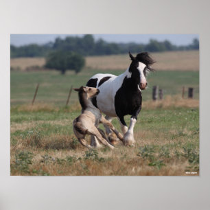 Poster Bob Langrish   Gypsy Vanner Mare et Foie