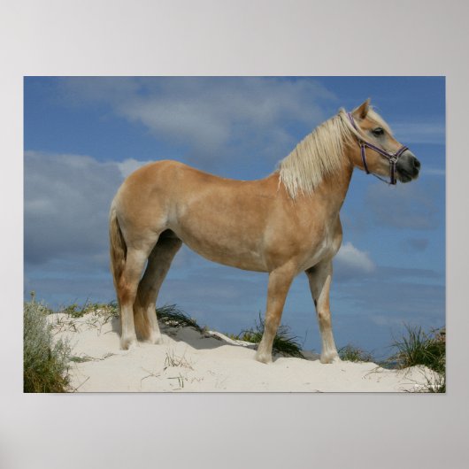 Poster Bob Langrish | Haflinger Debout Sur La Plage (Devant)