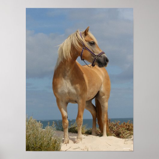 Poster Bob Langrish | Haflinger Debout Sur La Plage (Devant)