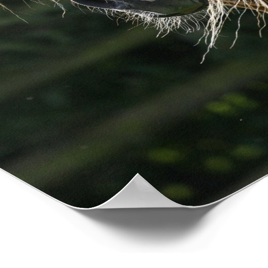 Poster Bob Langrish | Headshot de l'étalon arabe (Coin)