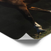 Poster Bob Langrish | Herd Arab Mares Walking (Coin)