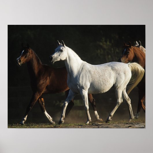 Poster Bob Langrish | Herd Arab Mares Walking (Devant)