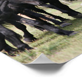 Poster Bob Langrish | Herd Black Meren Cheval et Chien (Coin)