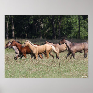 Poster Bob Langrish   Herd Quarter Horses Walking
