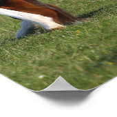 Poster Bob Langrish | Irlandais Sport Cheval Pâturage de  (Coin)