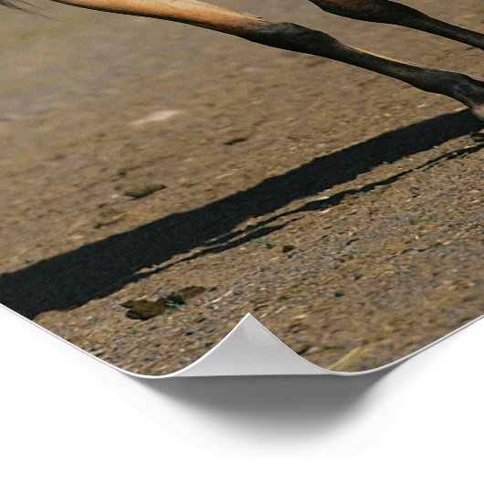 Poster Bob Langrish Kiger Mustang Mare and Foal Standing (Coin)