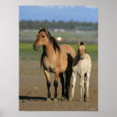 Poster Bob Langrish Kiger Mustang Mare and Foal Standing (Devant)