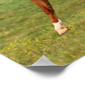 Poster Bob Langrish | L'étalon arabe châtaigner en marche (Coin)