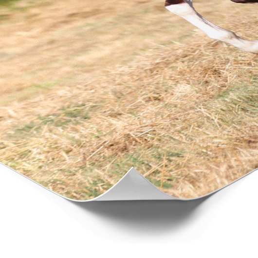 Poster Bob Langrish | L'étalon arabe châtaigner en marche (Coin)