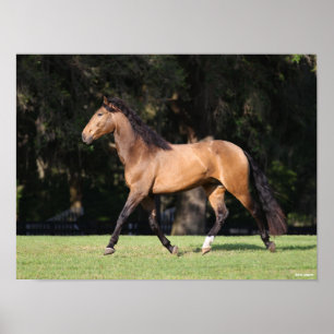 Poster Bob Langrish Light Bay Lusitano Running