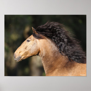 Poster Bob Langrish   Lusitano Capture d'écran Mane Flow