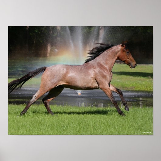 Poster Bob Langrish | Mangalarga Horse Running Rainbow (Devant)
