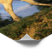 Poster Bob Langrish | Marche arabe grise (Coin)