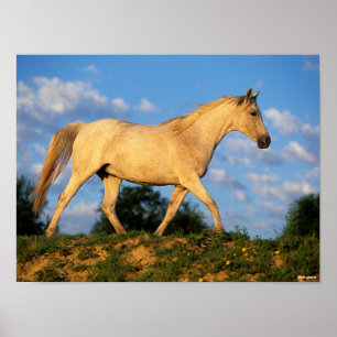 Poster Bob Langrish   Marche arabe grise