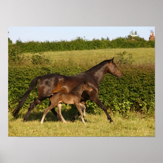 Poster Bob Langrish | Mare de sang chaud et marche du pou (Devant)