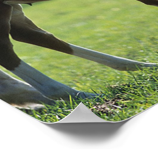 Poster Bob Langrish | Mare de sang chaud et rétroéclairé  (Coin)