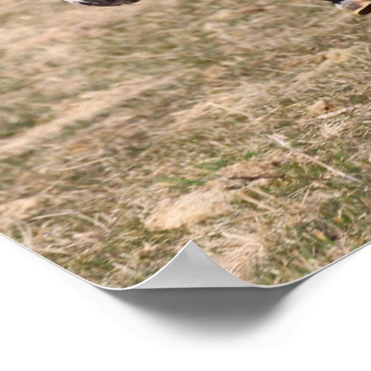 Poster Bob Langrish | Miniature Pony Running Fast (Coin)