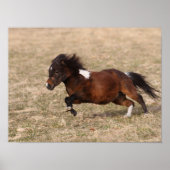 Poster Bob Langrish | Miniature Pony Running Fast (Devant)