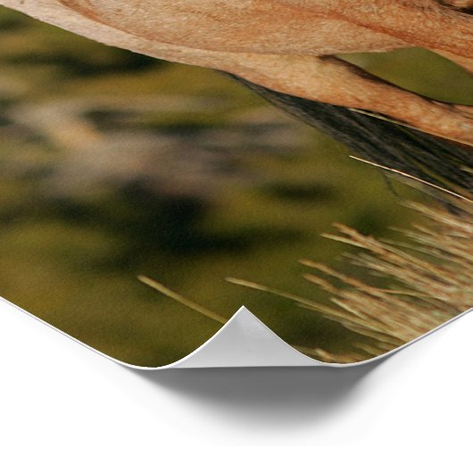 Poster Bob Langrish | Mustang Horse Standing (Coin)